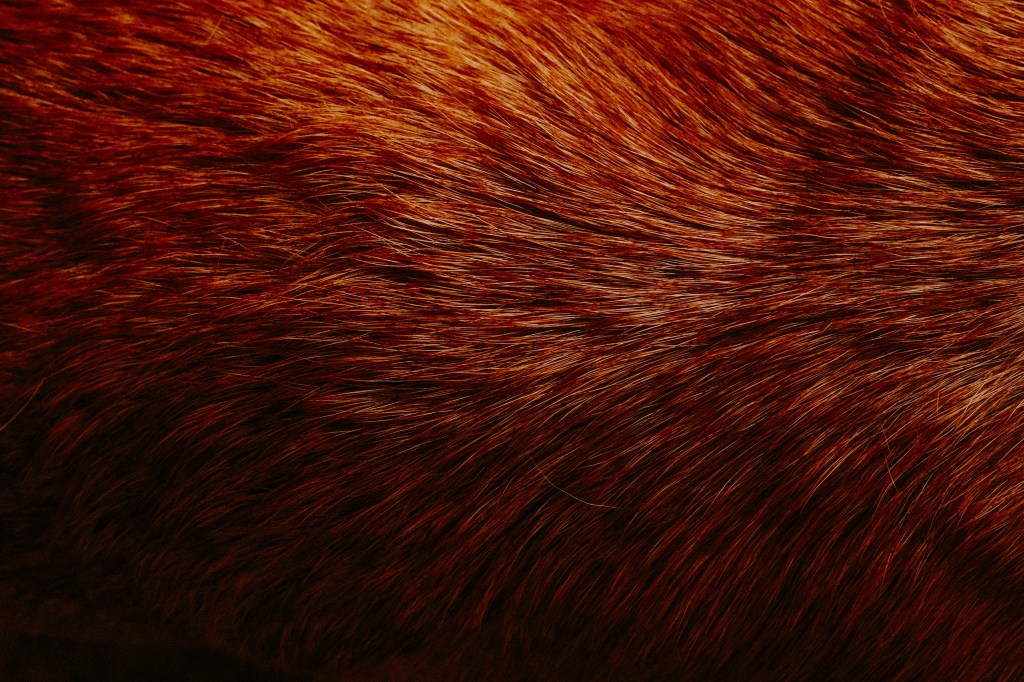 A Projected Image